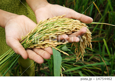 World food security, famine, Asia rice field 14754462