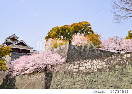桜の熊本城 桜の熊本城 14754611