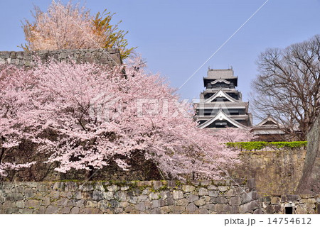 桜の熊本城 14754612