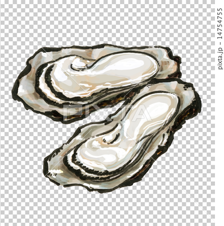 牡蠣のイラスト素材