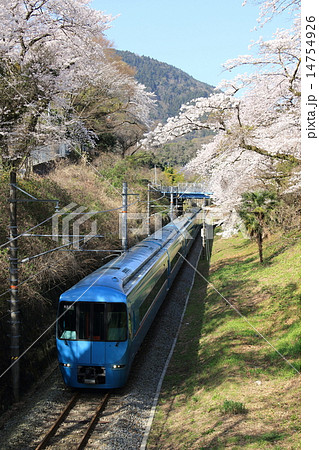 山北の桜並木を走るあさぎり号 14754926