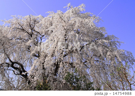 枝垂れ桜 枝垂れ桜 14754988