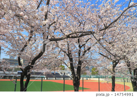 台東リバーサイドスポーツセンターの桜 14754991