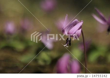 カタクリ カタクリ 14755142