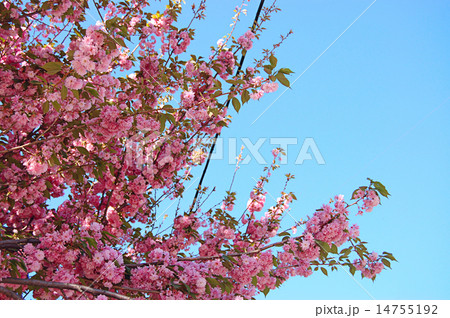 Blossoming tree against the blue sky 14755192