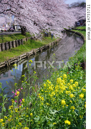 岸辺の菜の花 桜満開の新河岸川 川越春まつりの写真素材