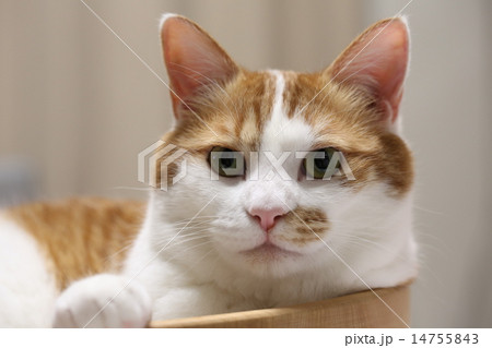 猫 14755843