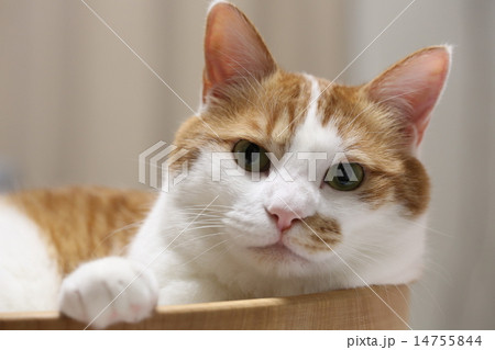 猫 14755844