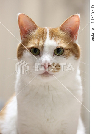猫 14755845