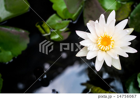 White lotus on black isolated background 14756067