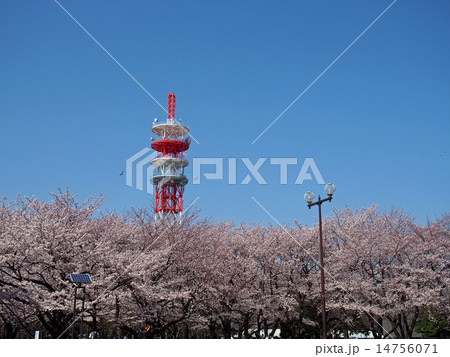 青空と桜と塔 青空と桜と塔 14756071