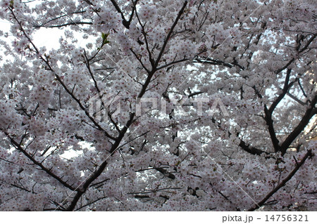 桜 桜 14756321