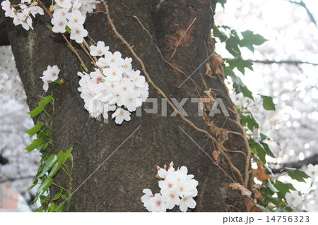 桜 桜 14756323