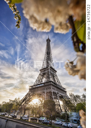 Eiffel Tower with spring tree in Paris, France 14756722