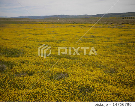ロサンゼルスの黄色い花畑 ロサンゼルスの黄色い花畑 14756796