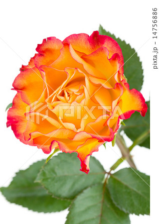 Orange rose flower Orange rose flower 14756886