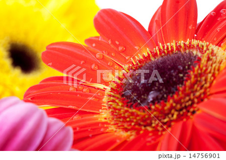 Gerbera flowers 14756901