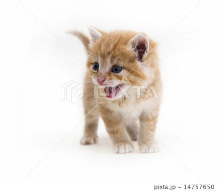 kitten kitten 14757650