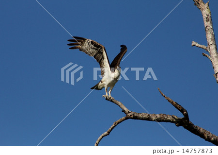 Seahawk at take off 14757873