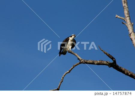 Seahawk perched on tree branch Seahawk perched on tree branch 14757874