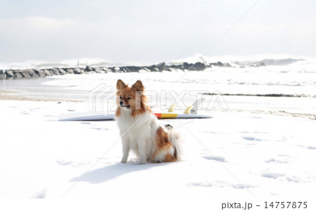 Cold water surfing dog Cold water surfing dog 14757875