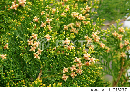 カイヅカイブキの雄花 14758237