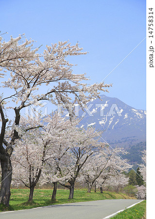磐梯山と桜 磐梯山と桜 14758314