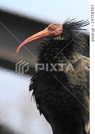 ホオアカトキ 14758367