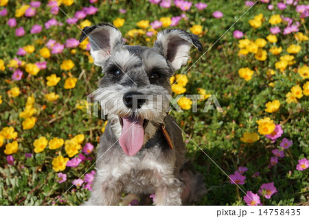 ミニチュア・シュナウザー 14758435