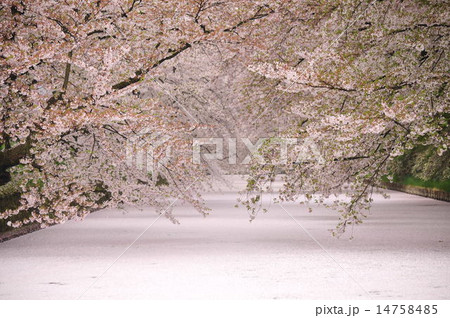 弘前城の桜 弘前城の桜 14758485