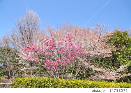 カンヒザクラの花 14758572