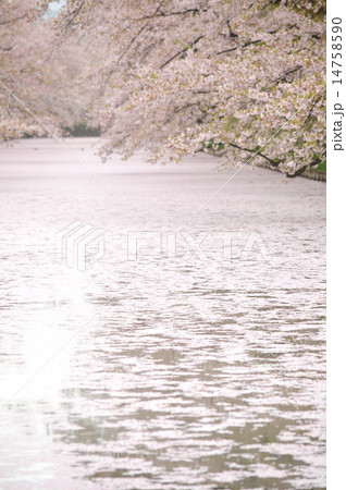 弘前城の桜　 14758590
