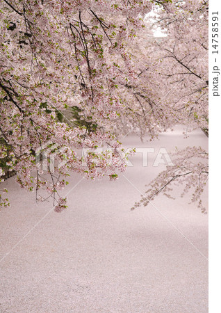 弘前城の桜　 14758591