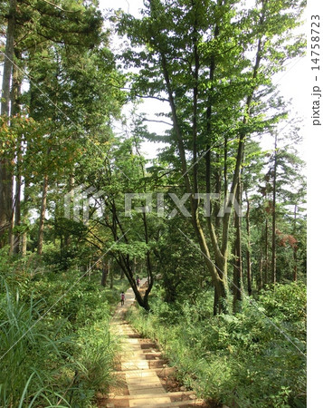 東京高尾山の整備された登山道 東京高尾山の整備された登山道 14758723