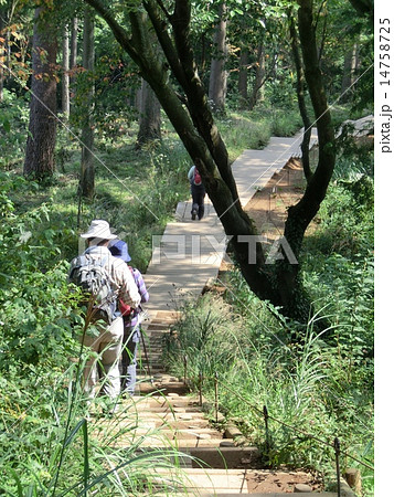 東京高尾山の登山道を歩く複数の登山者 14758725