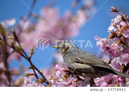 ヒヨドリと河津桜 ヒヨドリと河津桜 14758941