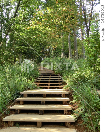 東京高尾山の整備された登山道 14759012