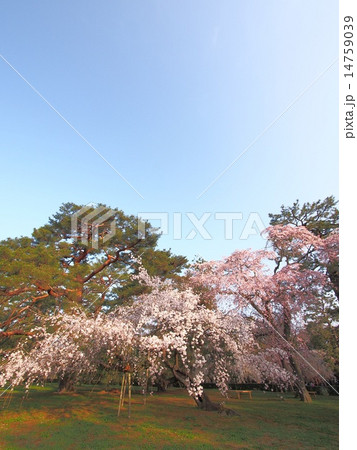 京都御所のしだれ桜 14759039