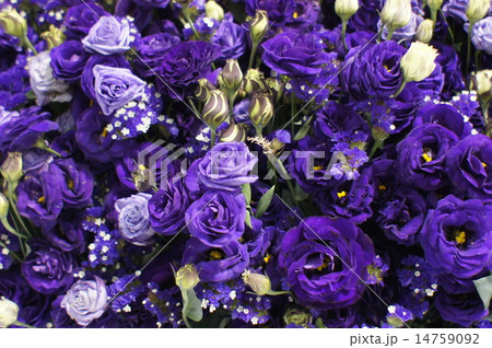 紫のバラ 14759092