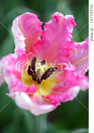 ピンク色のチューリップの花の雌しべと雄しべのアップ 14759350