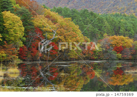 観音沼 紅葉 観音沼 紅葉 14759369