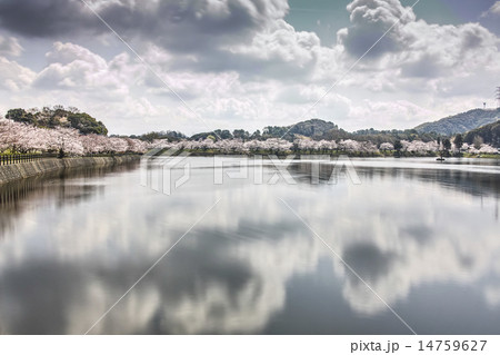 立岡自然公園　全国お花見900景 14759627