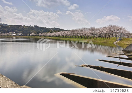 立岡自然公園　全国お花見900景 14759628