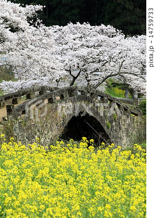 春の大窪橋 春の大窪橋 14759733