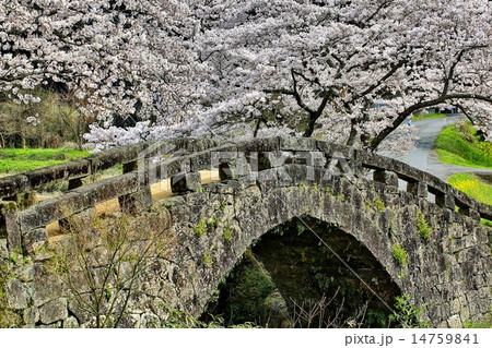 大窪橋と桜 大窪橋と桜 14759841