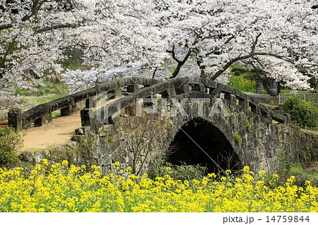 春の大窪橋 春の大窪橋 14759844