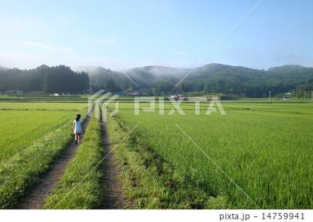 飯舘村の農風景（夏） 14759941