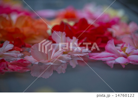 水に浮かぶベゴニア 14760122