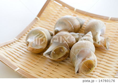 白バイ貝 白バイ貝 14760176