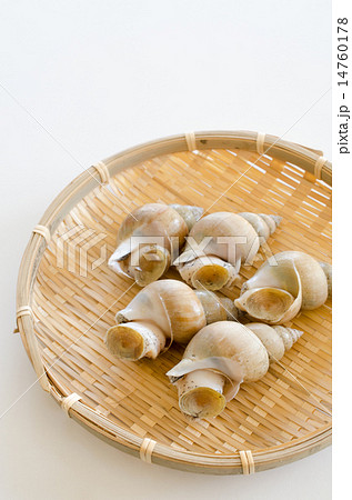 白バイ貝 14760178